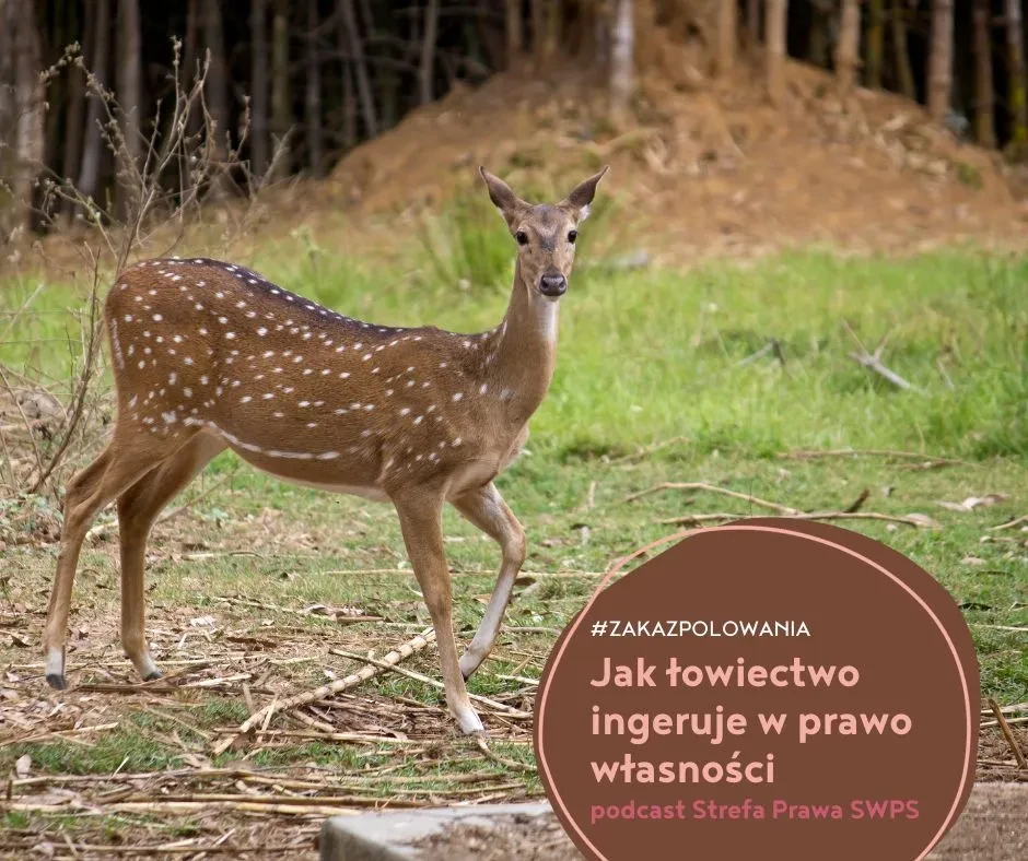 Jak łowiectwo ingeruje w prawo własności - podcast Strefa Prawa SWPS