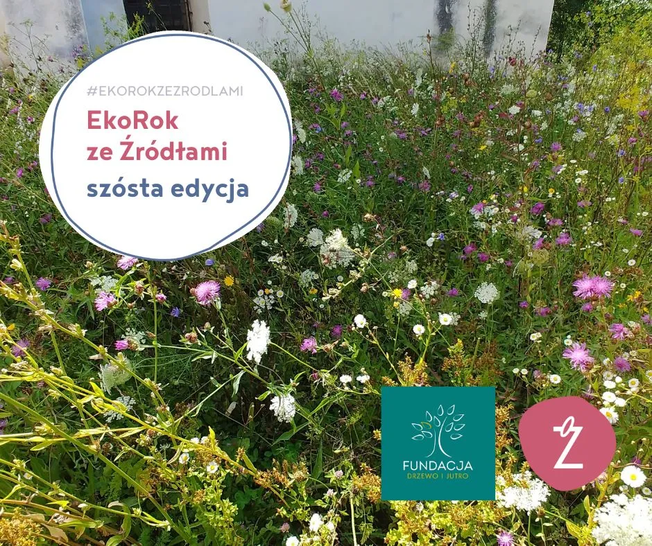 Ekorok - szósta edycja